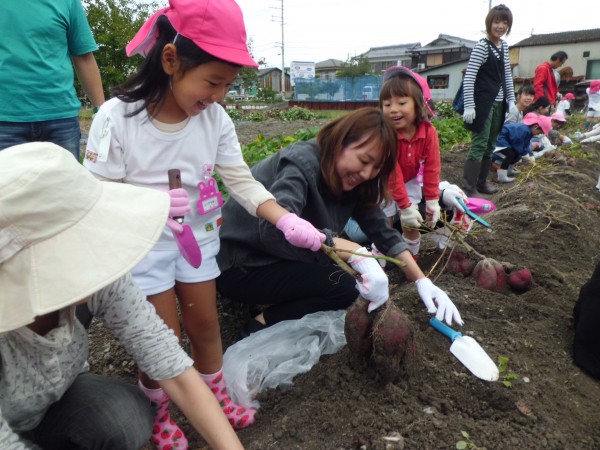 出てきたお芋の大きさにビックリ！！！ 「大きい～。」「重た～い。」「いっぱいつながってる～」と親子で楽しい時間を過ごしました。