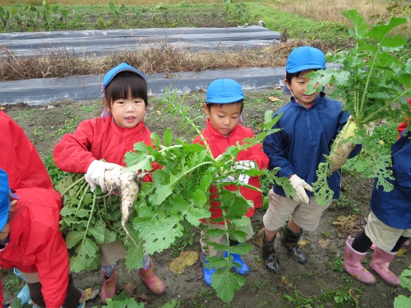 バイオ環境学部の先生に抜き方を教えてもらいました。 「なかなか抜けないよ！」「うわ～大きな大根が抜けた！」と嬉しそうな子どもたち。お母さんにどんなお料理をしてもらおうかと楽しみにしていました！